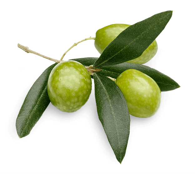 A branch with olives