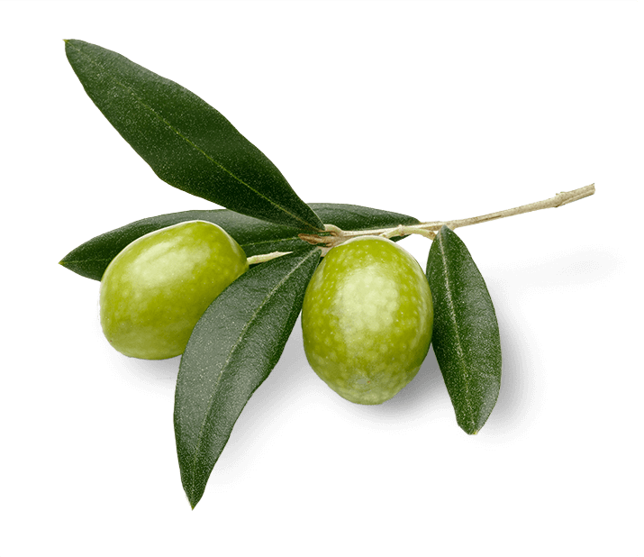 An olive plant