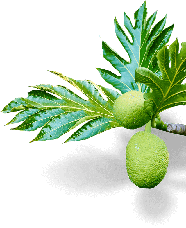 A branch with lime