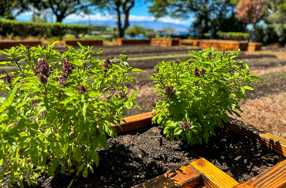 Citrus Garden