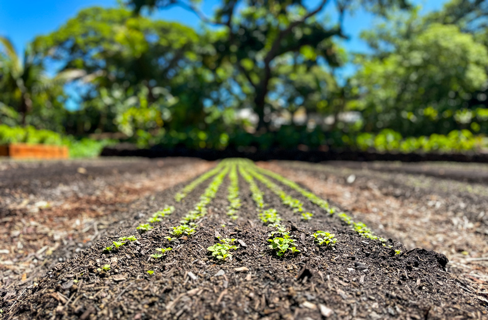 Citrus Garden