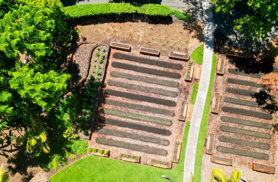 Citrus Garden